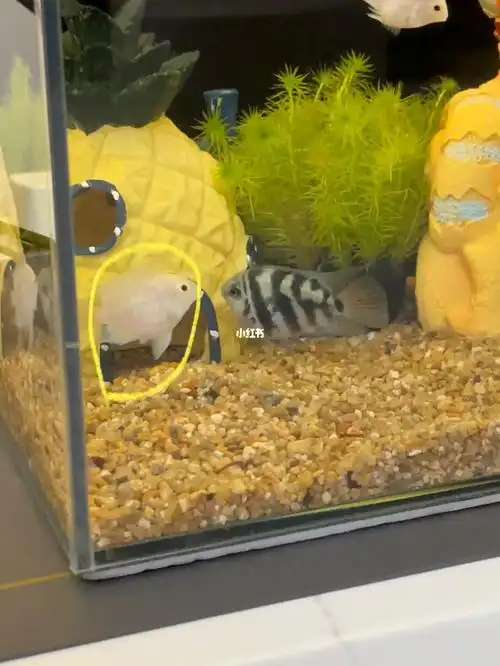 我不懂#养鱼  #迷你鹦鹉鱼  #怀孕