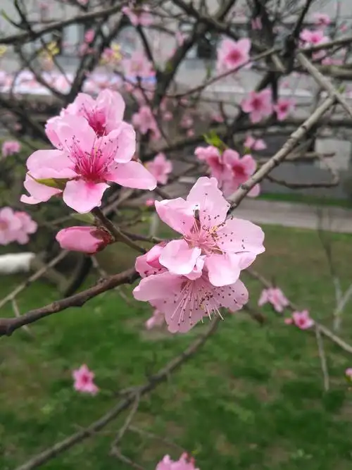 没有诗歌的春天