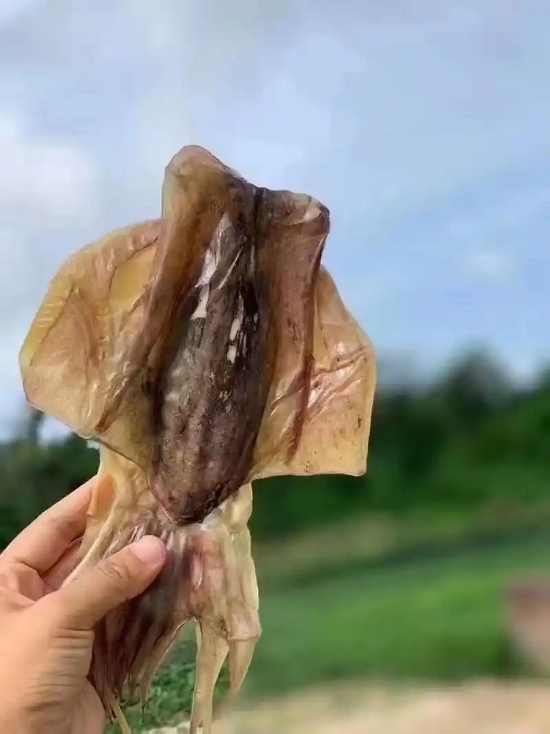 鱿鱼母干,墨鱼干,具有补气补血 防骨质疏松,纯天然好产品!