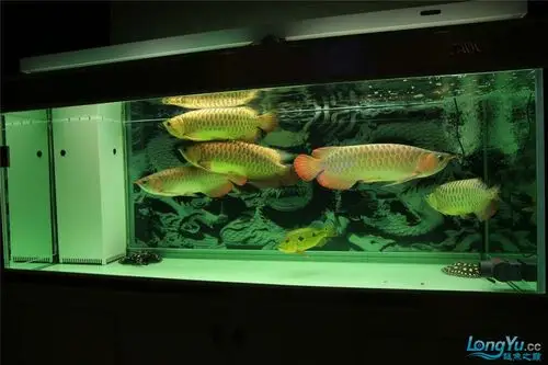 龙鱼混养更新中 多图 不足之处多提宝贵意见