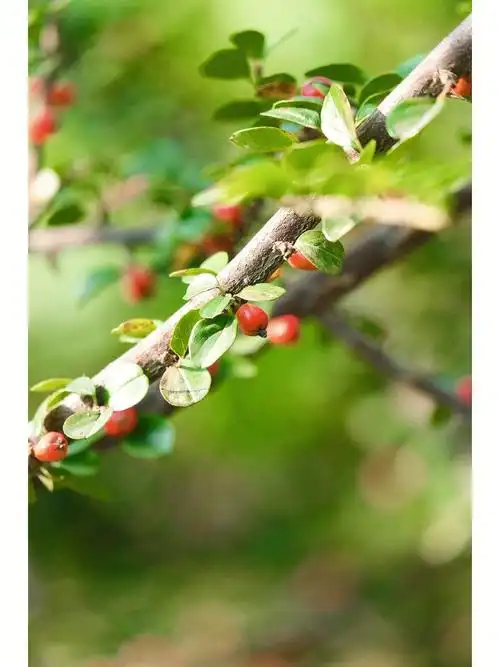秋日野果平枝栒子