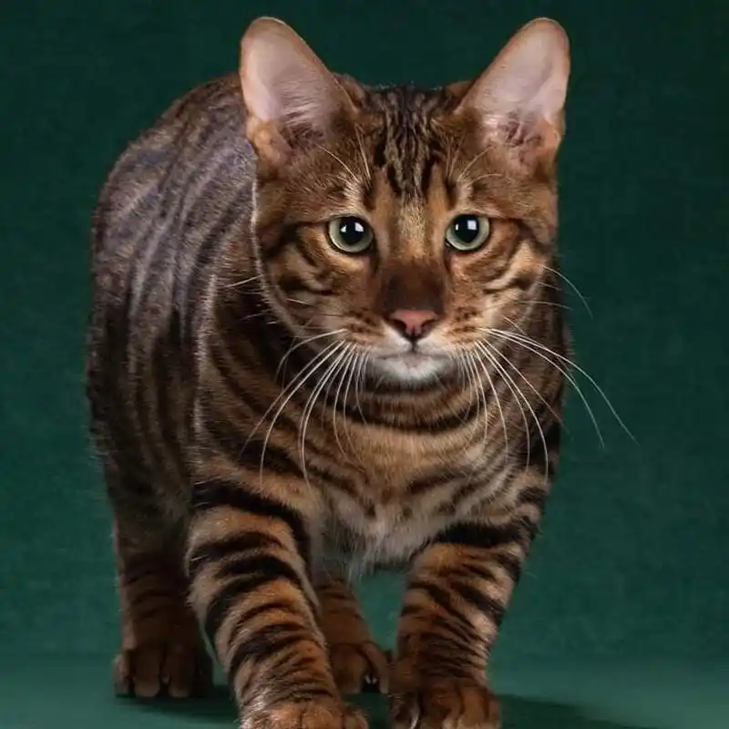 美国玩具虎猫 喜欢这个品种可以联系我,欧洲该品种五大饲养员作品