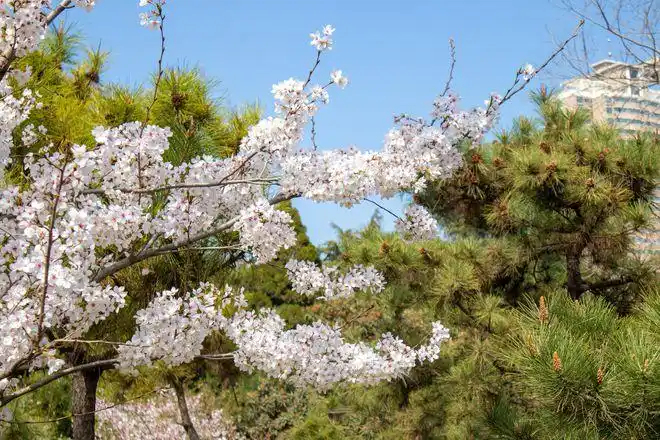 郑州人民公园的樱花竞相开放游人如织太美了