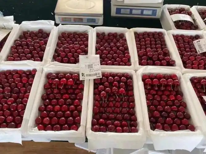现摘现发的大连美早樱桃甜到心坎的果王樱桃
