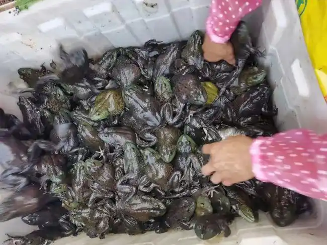 海之味特约·中国牛蛙价格指数