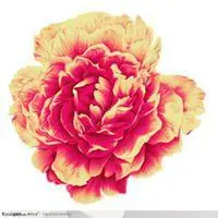 牡丹花头像图片大全大图_微信头像图片大全