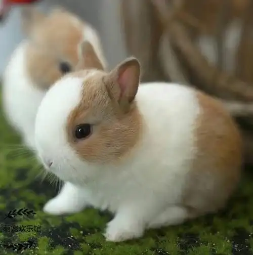 侏儒兔子活物长不大小型迷你宠物凤眼海棠茶杯兔荷兰垂耳兔活体