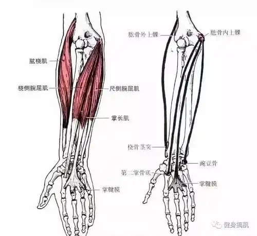 功能:近固定时,使前臂内旋,辅助肘关节屈.