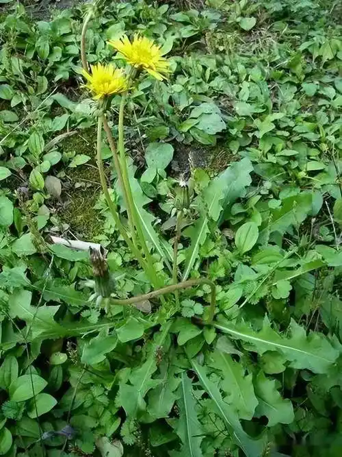 荠菜蒲公英找不同之处
