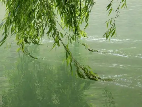 风吹四月的杨柳,吹来的是给青春无悔的扬帆远航