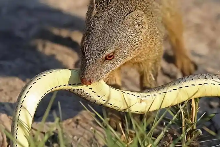 眼镜蛇的天敌-蛇獴_毒液_能力_时候