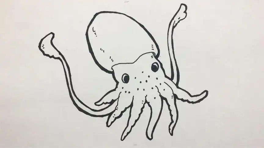简笔画教程,零基础学习画一只墨鱼,适合入门,重新认识地球生物