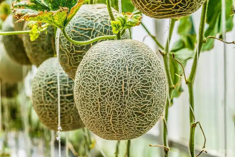 哈密瓜_新鲜_瓜_树上_选择_聚焦_高清图片_全景视觉