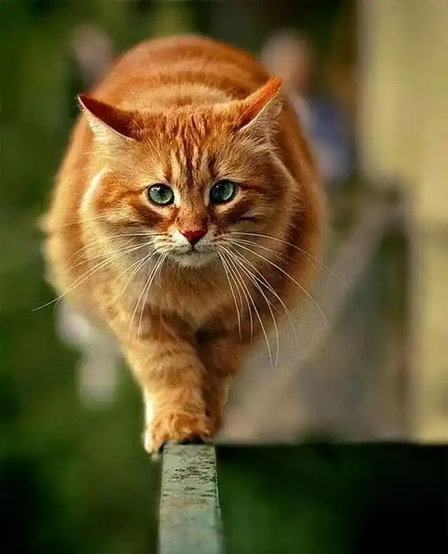 中国出名的中华田园猫,还可以分成5种不同的猫