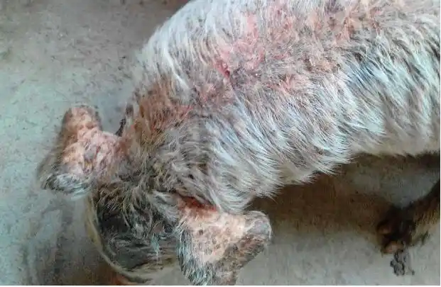 仔猪渗出性皮炎