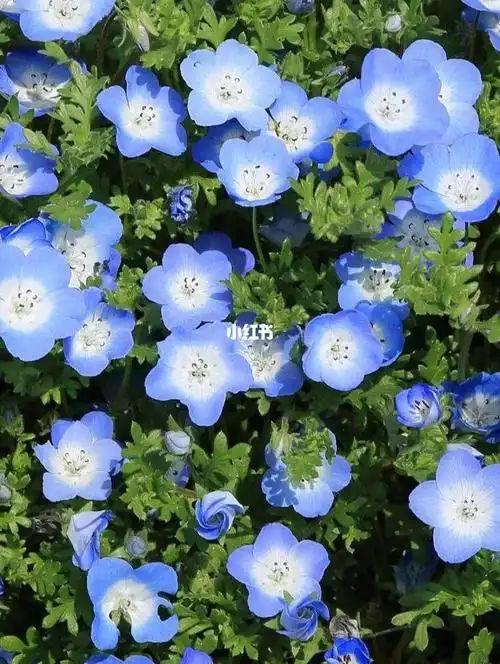 花语:感恩#花语  #点缀生活的鲜花