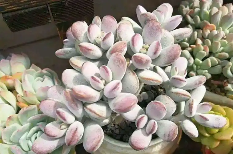 乒乓福娘锦的价格多肉福娘里好看却不容易养好的胖美人