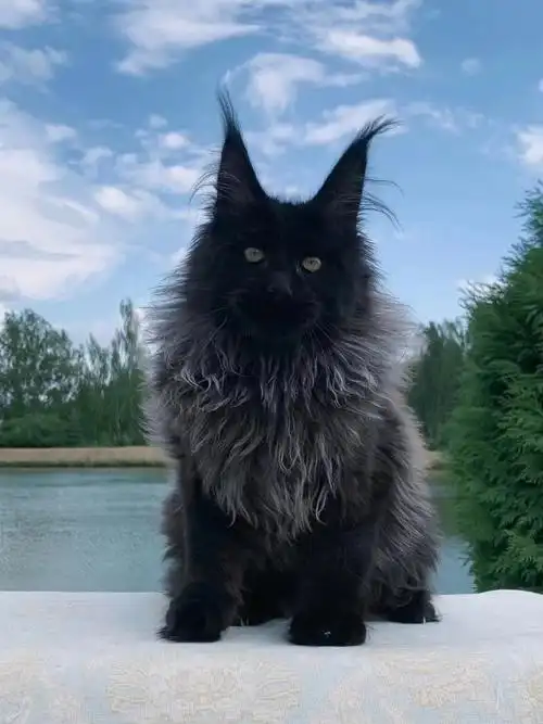 烟灰缅因猫烟熏色库恩猫巨型活体幼猫双血统纯种