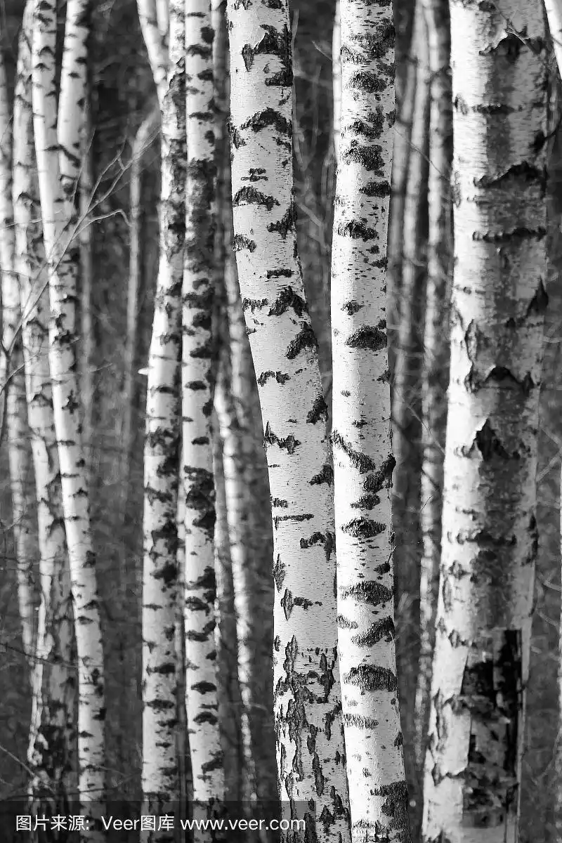 白桦,树干,自然,背景,黑白图片