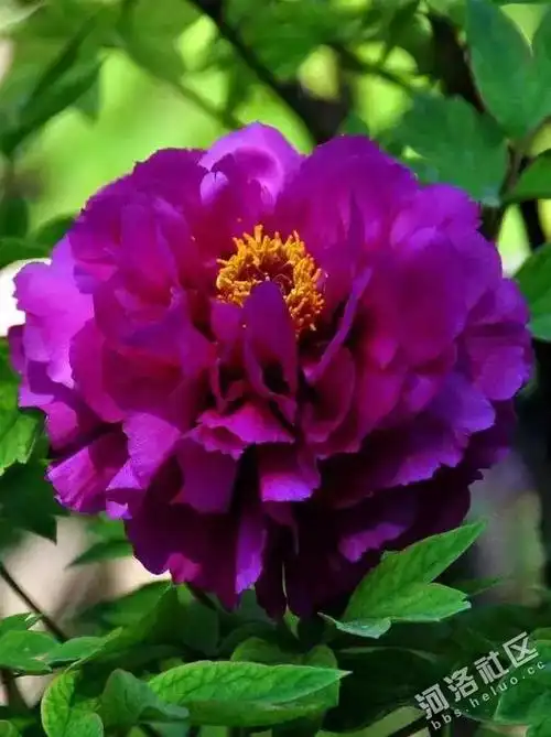 大美各种漂亮的牡丹花集锦