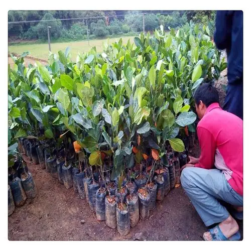 榴莲苗-榴莲苗-嫁接榴莲蜜树苗-果树苗批发全国快递发货