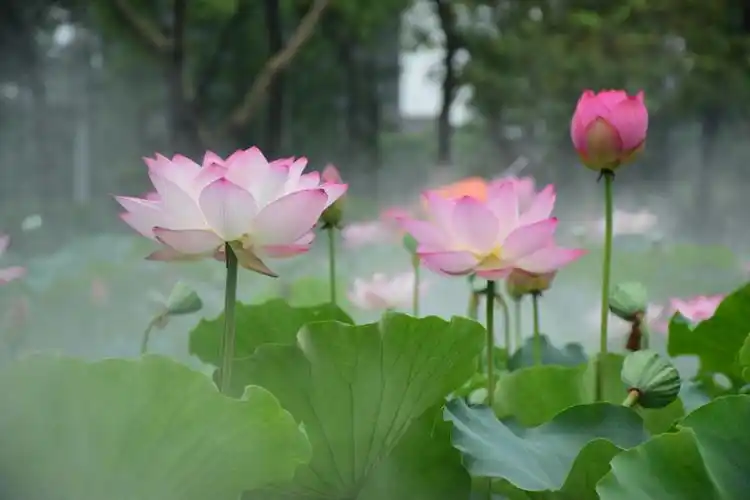 亚艺公园一曰游,阳光灿烂,荷花盛放,雾化仙境.人间天堂.美不胜收.