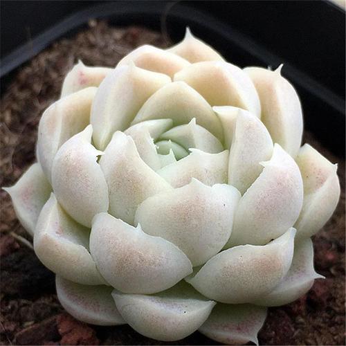 月影系列多肉白月影韩国进口精养白月影肉肉植物包邮