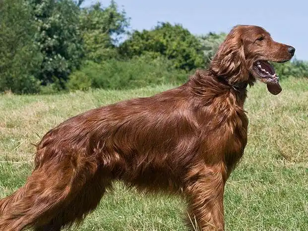 在早期的赛犬爱好者的著作中,还有一些证据证明古老的英国塞特犬最初