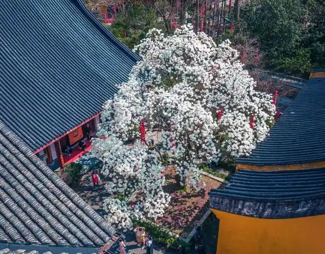 浙江一棵树因颜值太高走红被网友评为花王