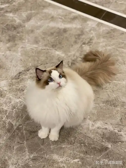 五个月布偶猫开价12w值不值