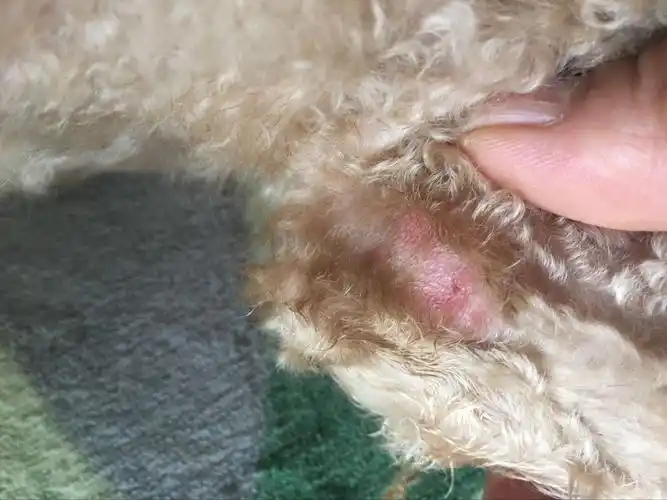请问这样是擦伤还是皮炎皮肤病 前段时间刚给狗狗剃了毛 就发现 前