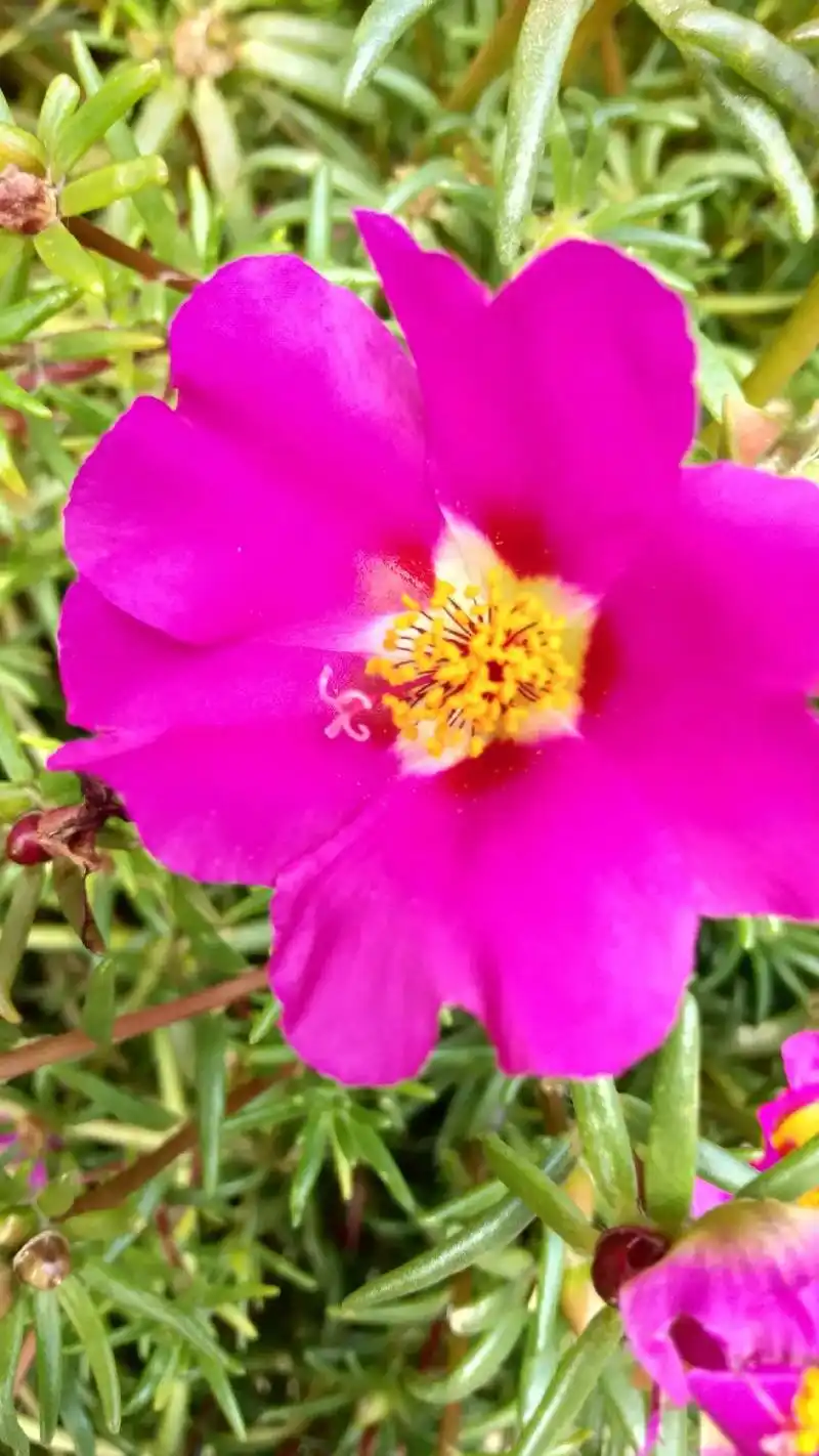 《太阳花2》#图文壁纸 #真景实拍 #太阳花花语:沉默的爱, - 抖音