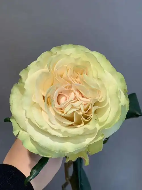 【昆明发货】逸禾玫瑰琉璃翠(9-10枝),60cm,此品种不会太开,打包会