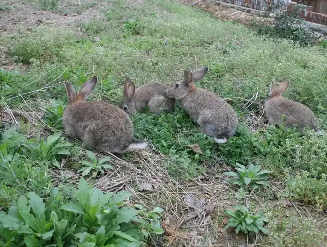 野兔放养围栏建设图片(广东一靓仔回村另类养兔) - 赤虎壹号