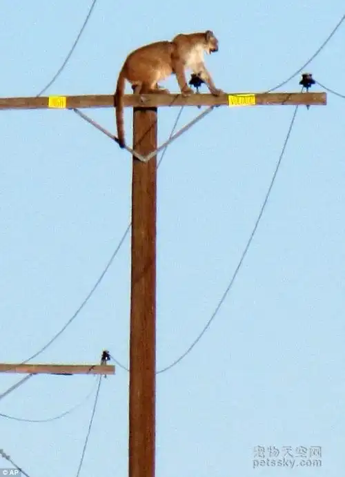 美洲狮被校车的鸣笛吓到后 爬上了10米高的电线杆