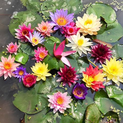 1万株基地直销水生花卉荷花种藕 莲藕种苗 荷花种根 莲