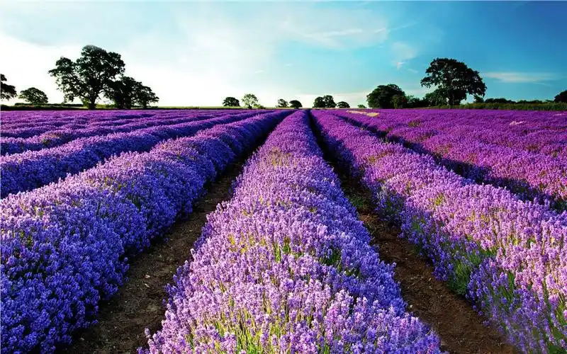 延庆薰衣草花海