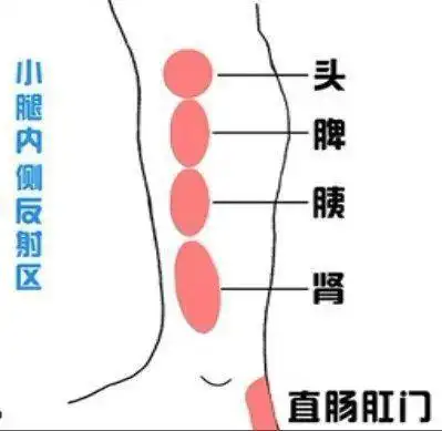 人体小腿内侧的排肾毒反射