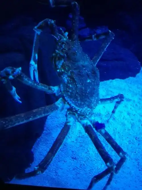 日本巨型蜘蛛蟹