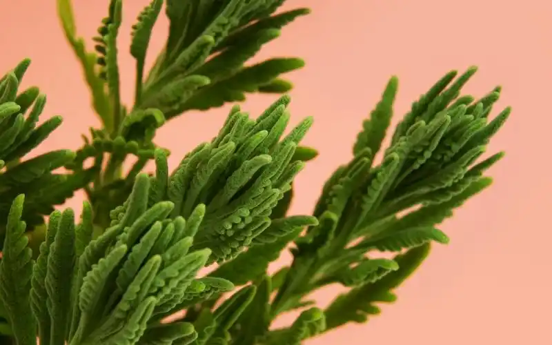 高清晰松树叶子植物壁纸