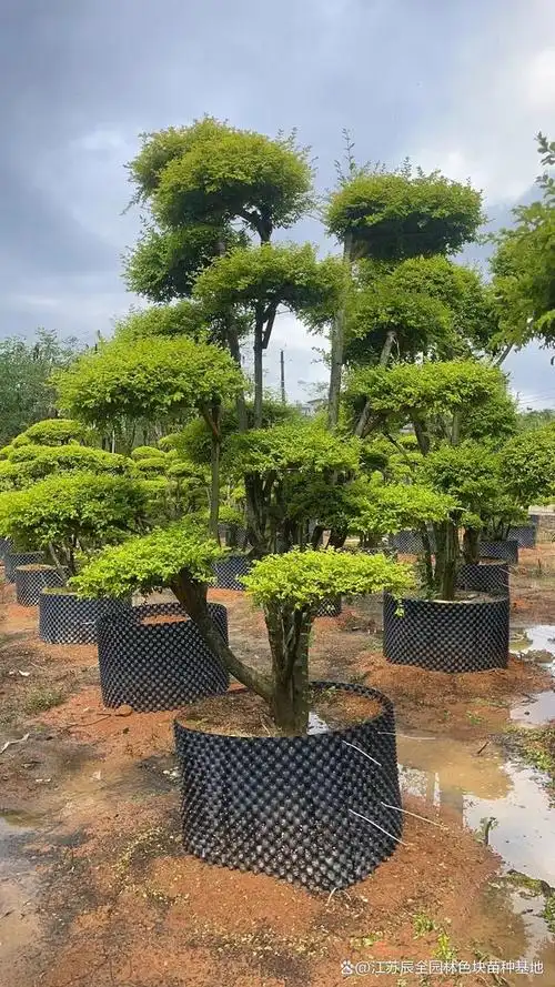 亮晶女贞造型树是一种具有独特外形和魅力的盆景树种.