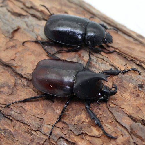 新手入门甲虫昆虫宠物中华大锹扁锹甲成虫活体姬兜独角仙包活 大角型