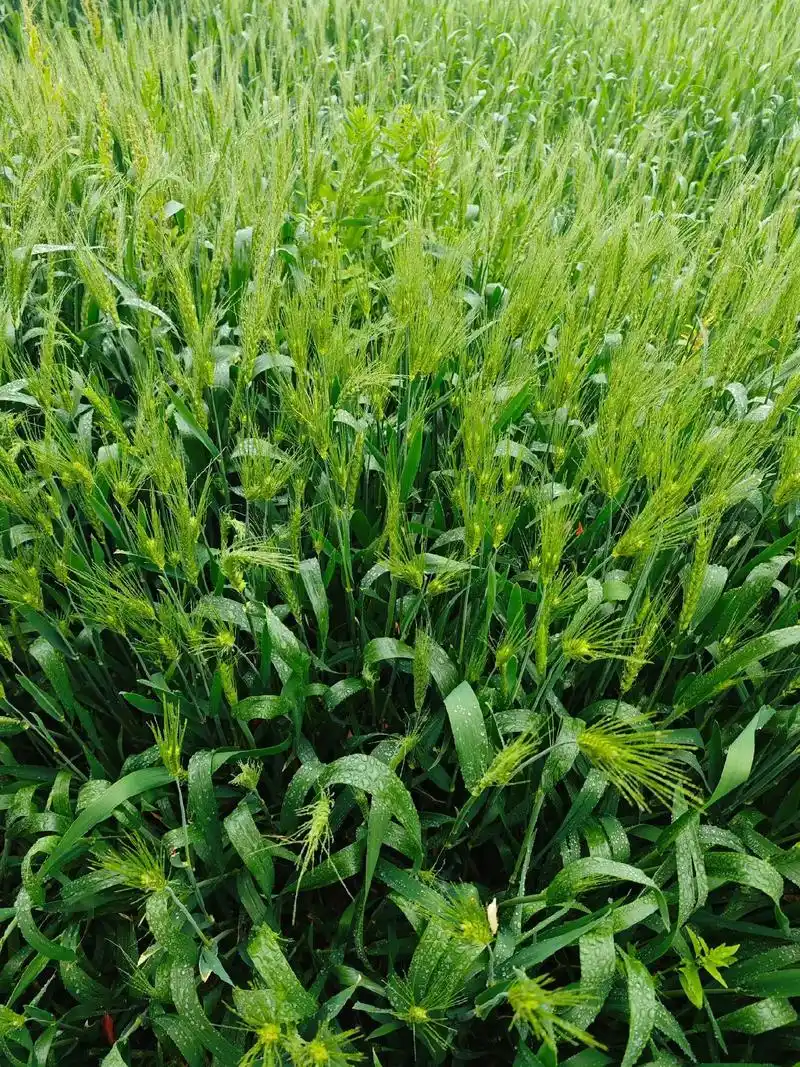 回头帮你去割麦子[灵机一动][灵机一动][灵机一动] 1月前·江苏 0