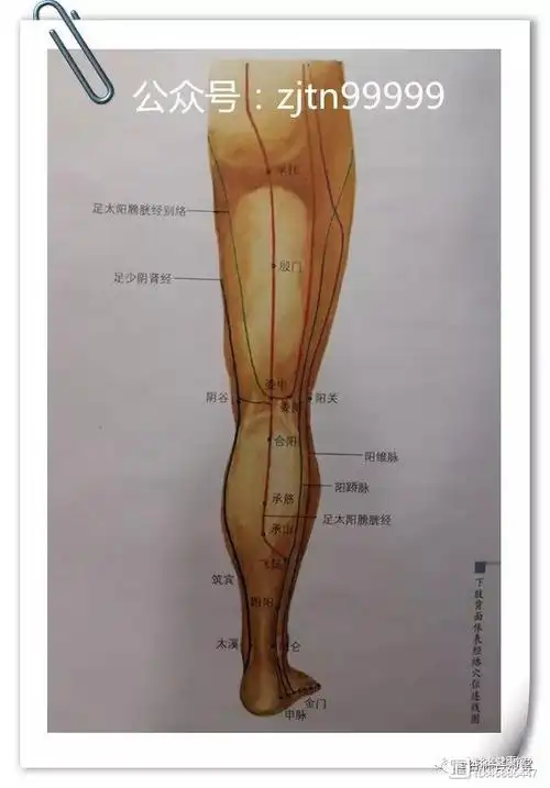 下肢背面体表经络穴位连线图解连载欢迎转发
