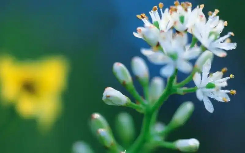 户外白色野花自然花卉风景桌面壁纸