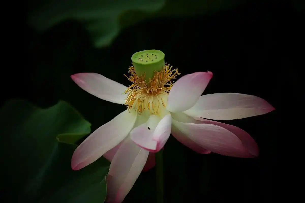 荷花宛如亭亭玉立的仙子,在微风中轻盈地舞动着裙摆,那粉嫩的花瓣