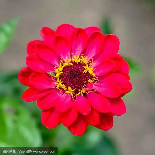 草地上美丽的野花:颜色是红色的