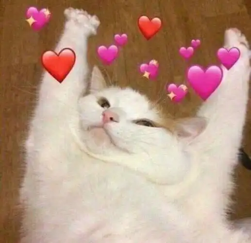 猫咪伸懒腰 满屏爱心