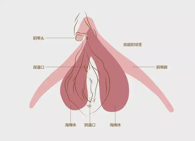 让我们来正经严肃地聊聊「女性私密」这一部位|生殖器|阴阜_网易订阅