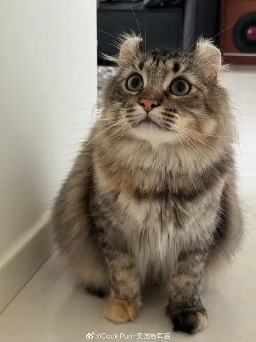 美国卷耳猫##提溜妈的新家反馈